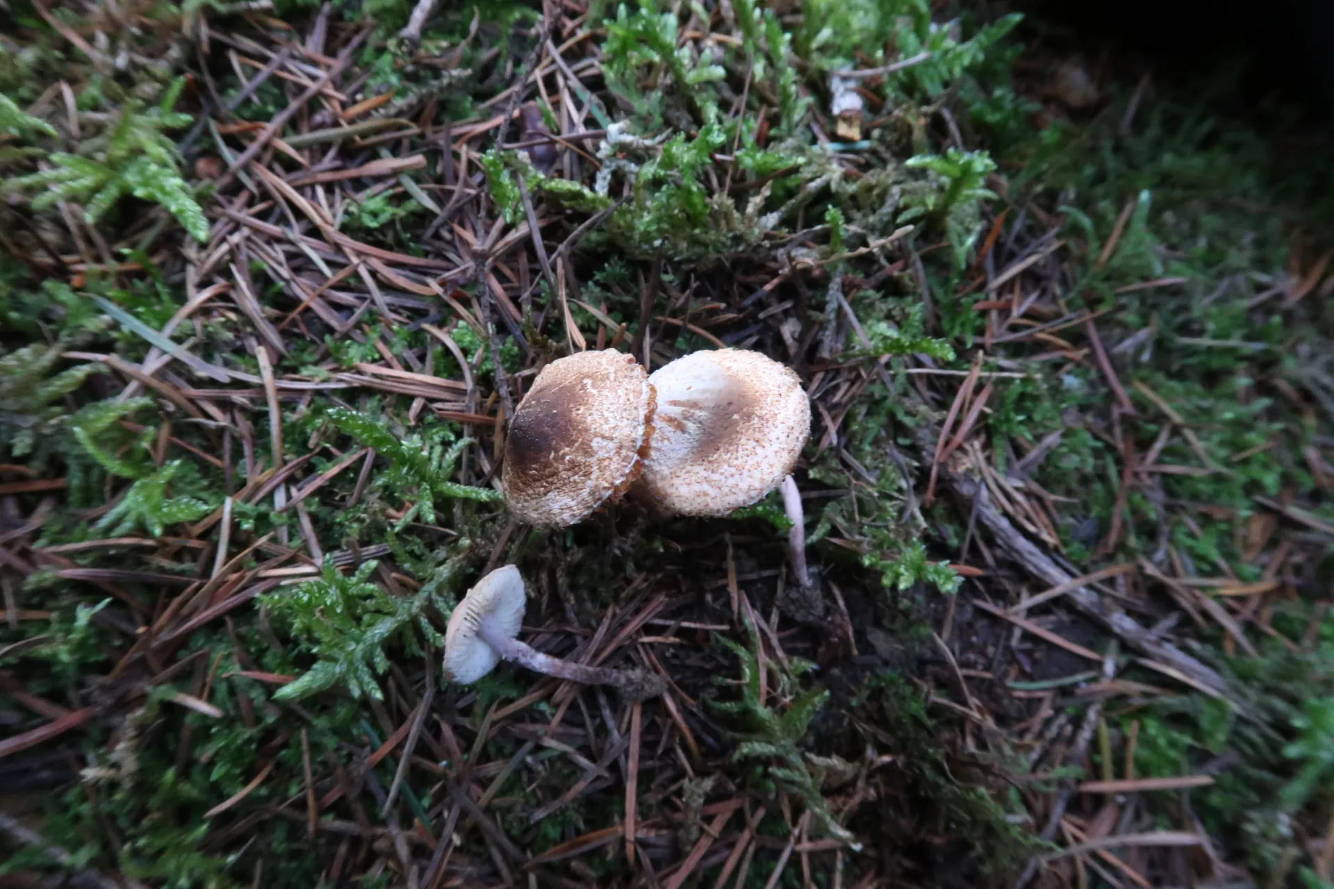 Lepiota castanea - 1 - IMG_2545